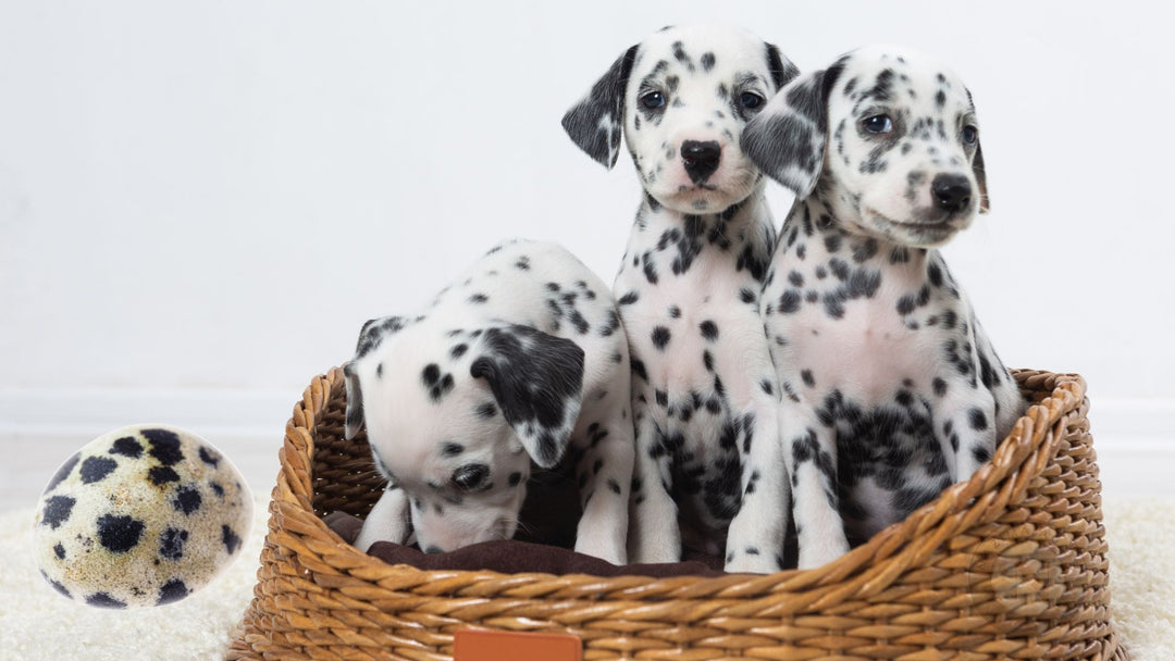 10 Surprising Health Benefits of Dalmatian Jasper and How to Use This Stone
