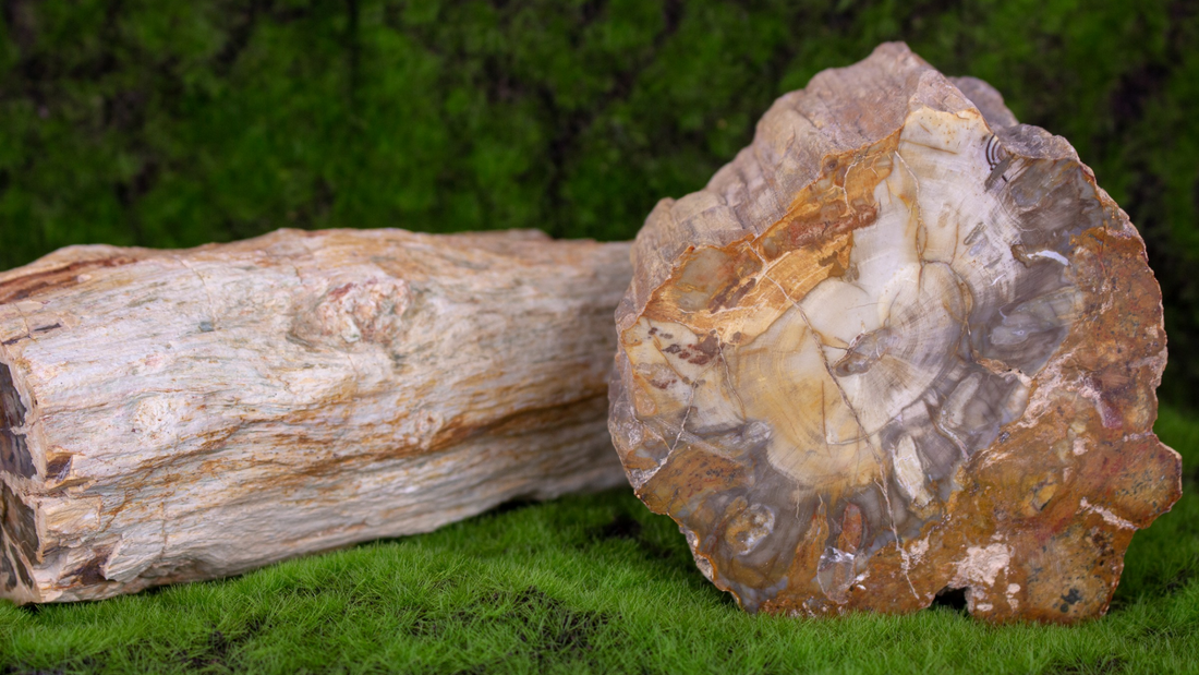 Petrified Wood-What Is It And How Do You Care For It!